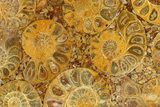 Composite Plate Of Agatized Ammonite Fossils #280976-1
